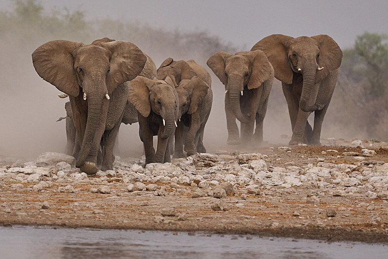  - Etosha National Park - September 2025