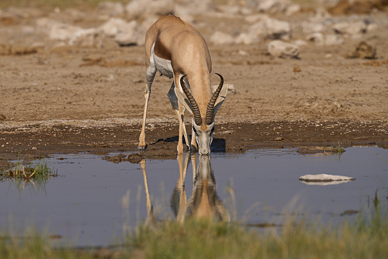  - Etosha National Park - September 2024