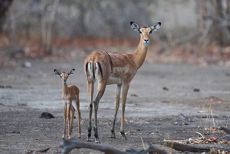  - South Luangwa National Park - November 2025