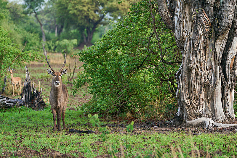  - South Luangwa National Park - November 2024
