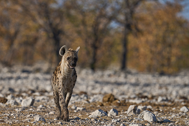 - Etosha National Park - September 2024