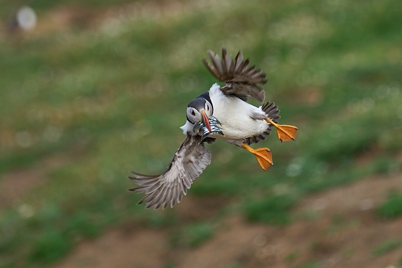 Atlantic Puffin - Puffins of Skomer
