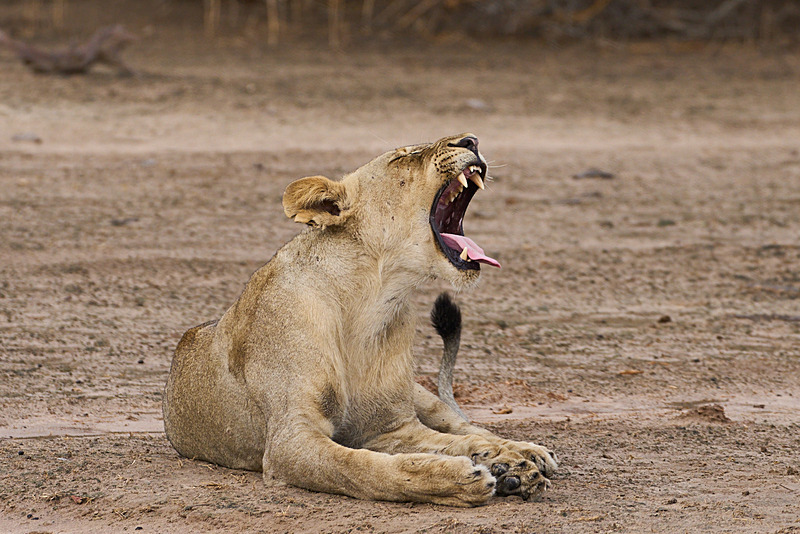  - South Luangwa National Park - November 2025