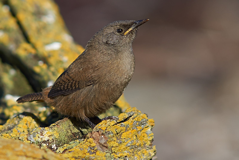 Cobb's Wren - Sea Lion Island