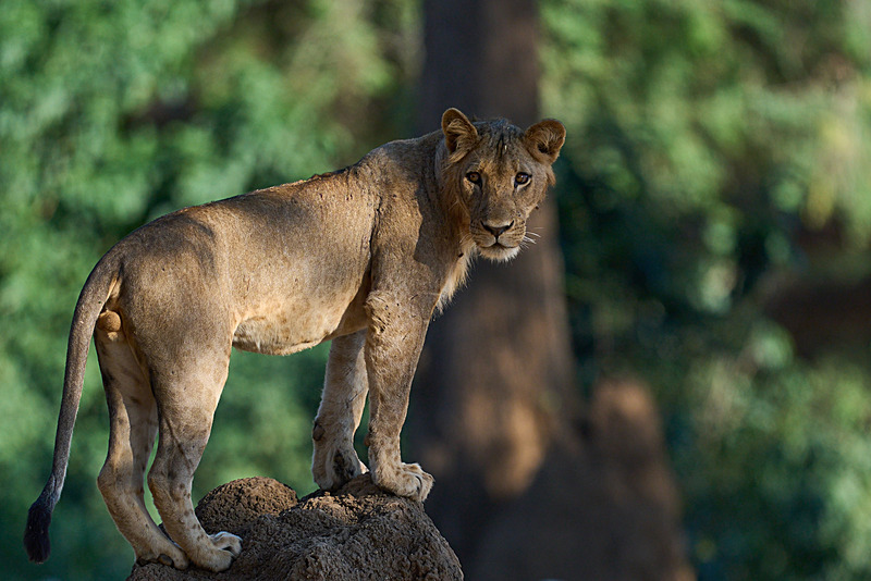  - Lower Zambezi National Park - May 2026