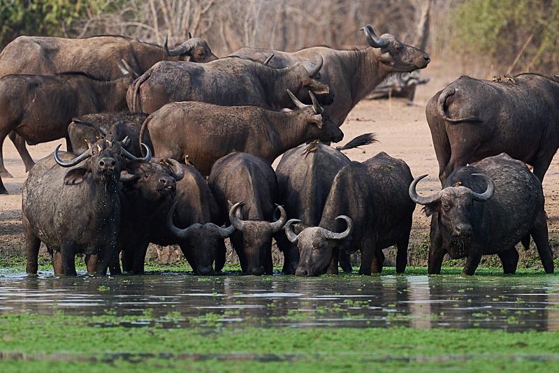  - South Luangwa National Park - November 2025