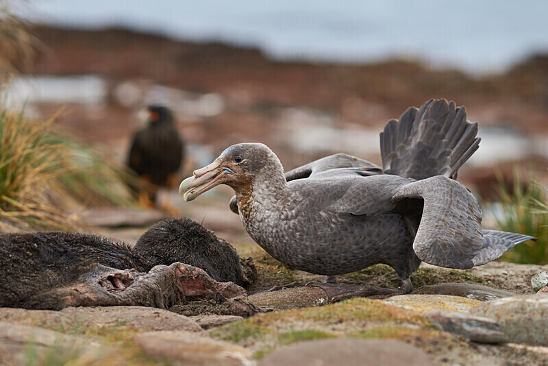 14 - ARPS Panel - Wildlife of the Falkland Islands