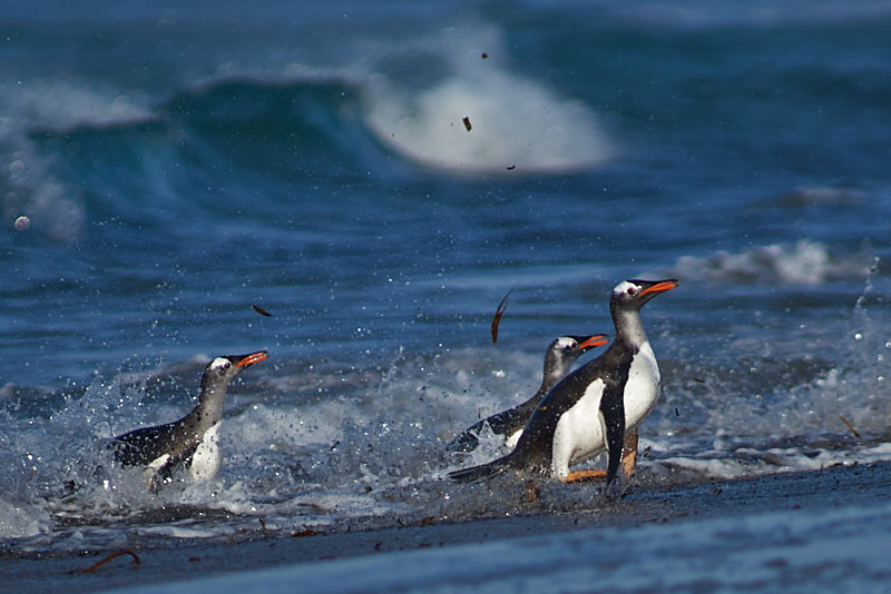 Gentoo Penguins - Sea Lion Island