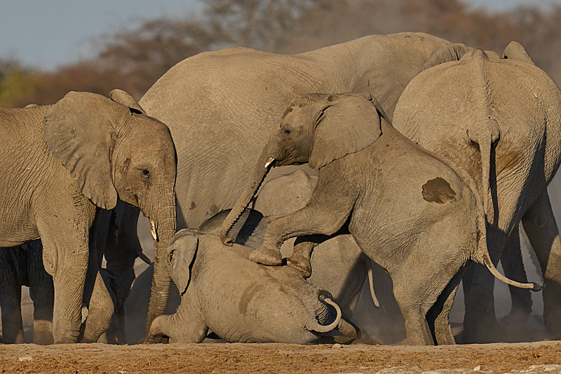  - Etosha National Park - September 2024