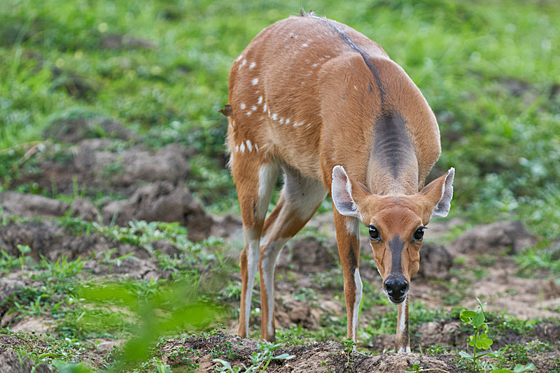 Inquisitive Bushbuck - South Luangwa National Park - Nov 2023