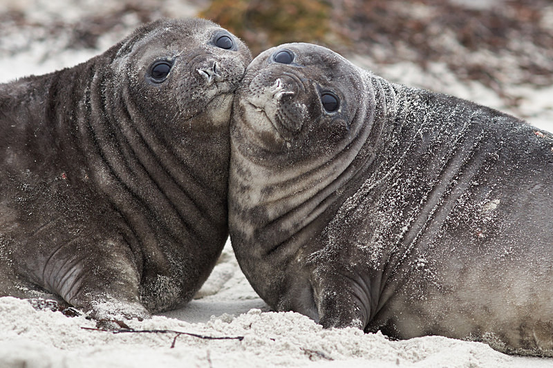 Elephant Seal Pups - Sea Lion Island