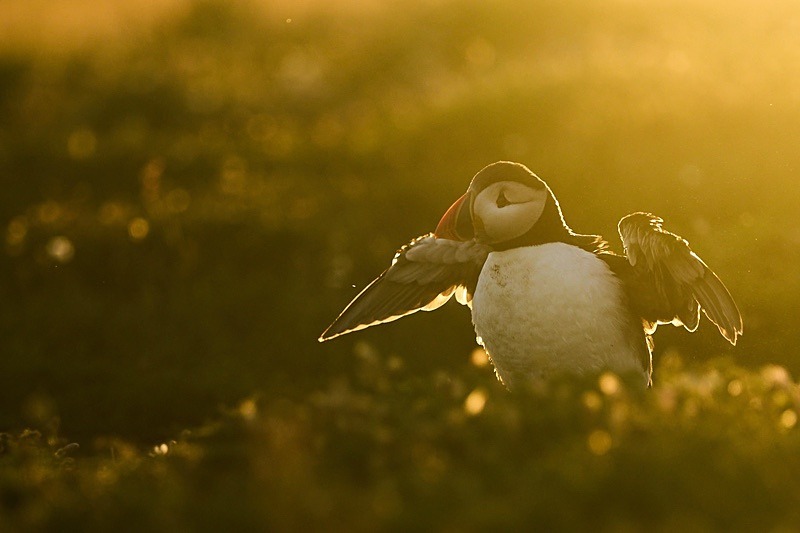 Atlantic Puffin - Puffins of Skomer
