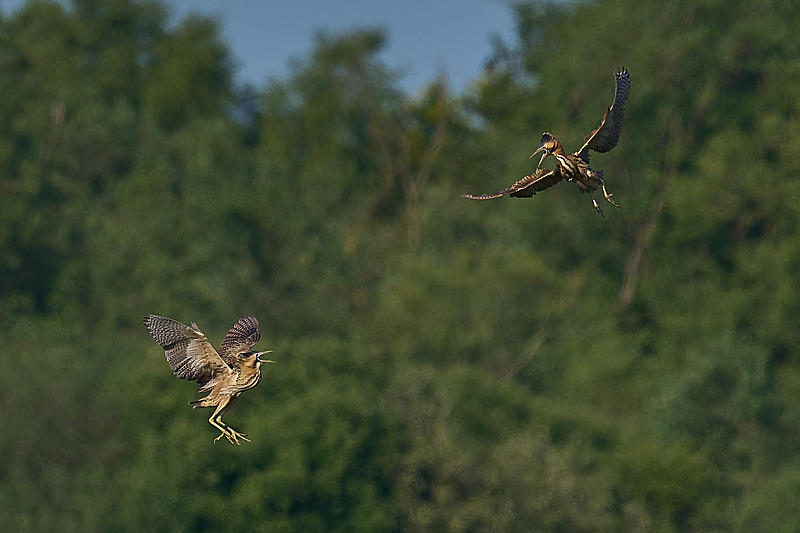  - Wildlife of the Somerset Levels