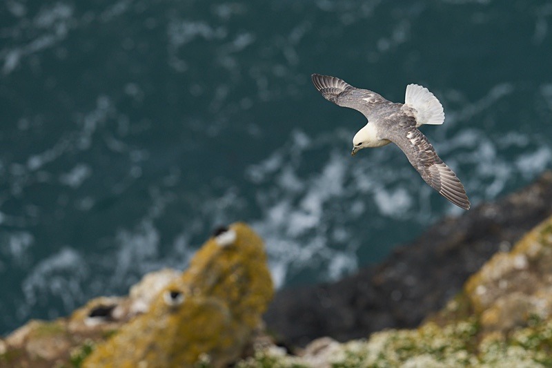 Fulmar - Puffins of Skomer