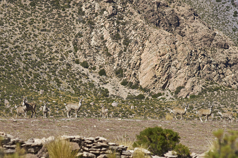 North Andean Deer - Wildlife of Chile