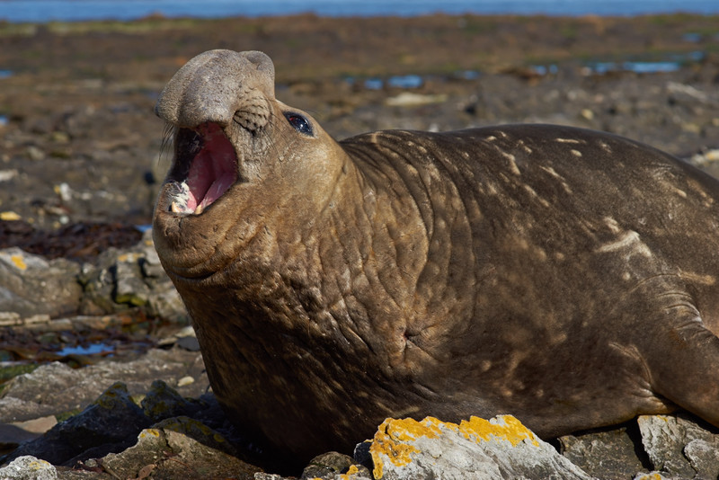 Male Elephant Seal - Carcass Island
