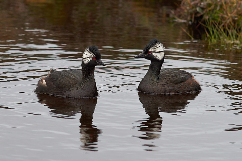 White-tufted Grebe - Saunders Island
