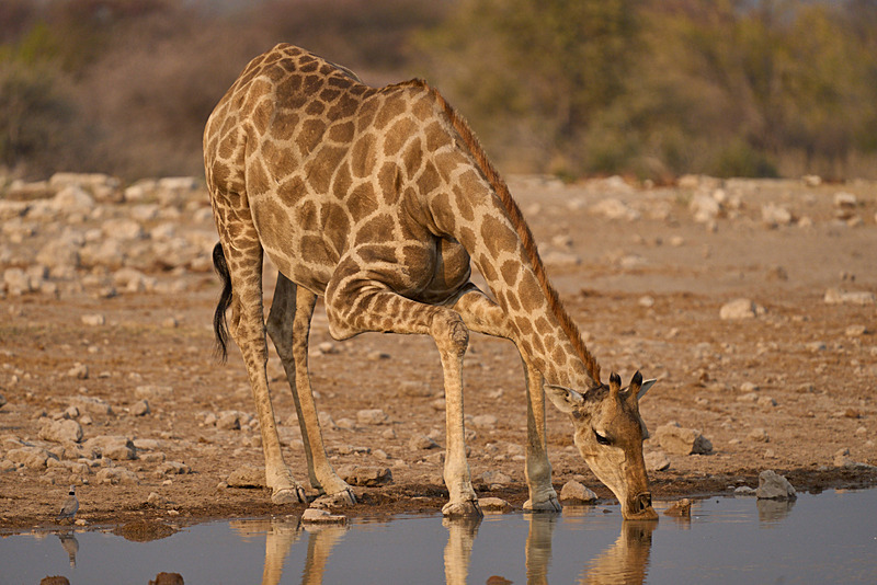  - Etosha National Park - September 2025