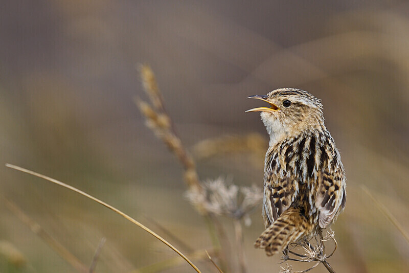 Grass Wren - Falkland Islands Oct 22