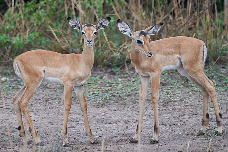 Young Impala - South Luangwa National Park - Nov 2023