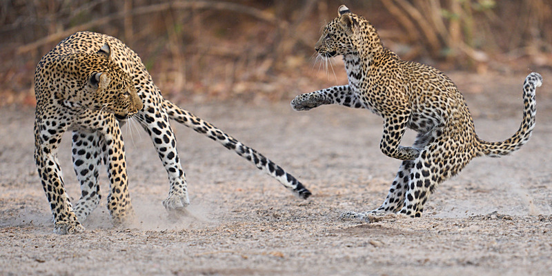  - South Luangwa National Park - November 2025