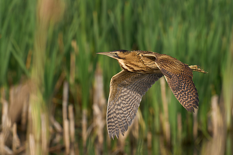  - Wildlife of the Somerset Levels