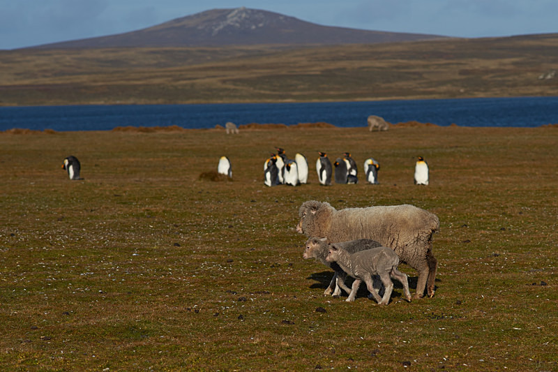 Ewe with Newborn Lambs - Volunteer Point