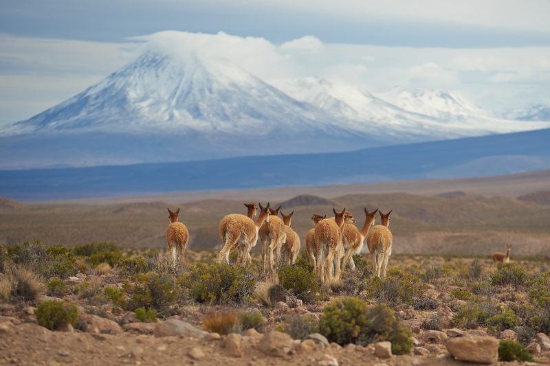 Vicuna on the Altiplano - Altiplano of North-East Chile