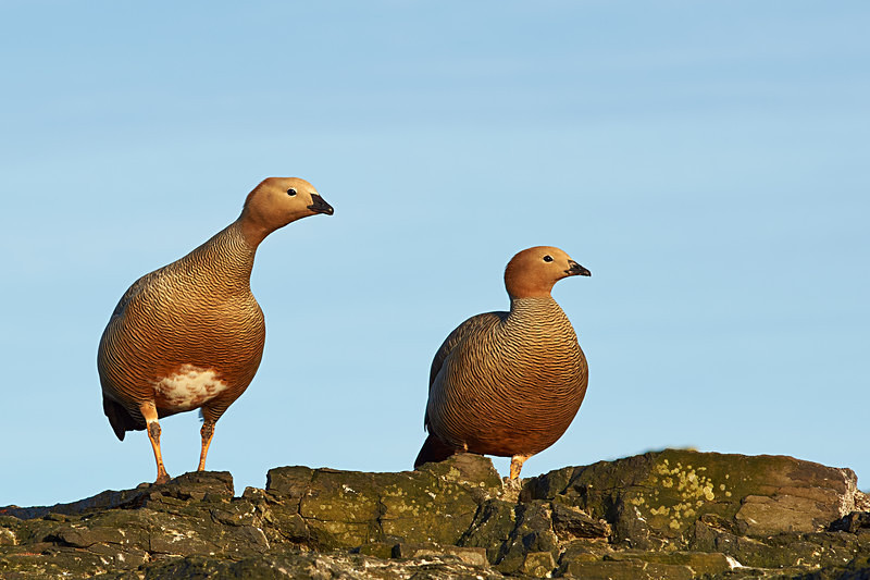 Ruddy Headed Geese - Bleaker Island