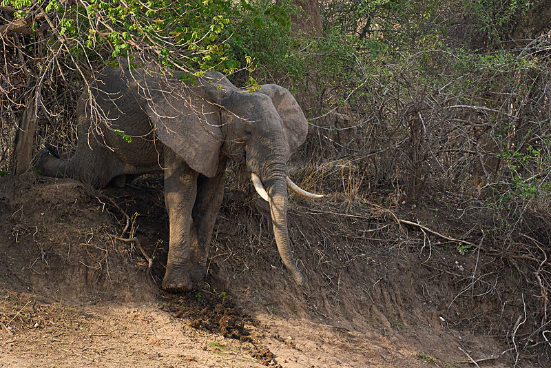  - South Luangwa National Park - November 2025