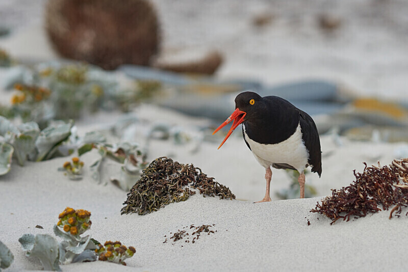 04 - ARPS Panel - Wildlife of the Falkland Islands