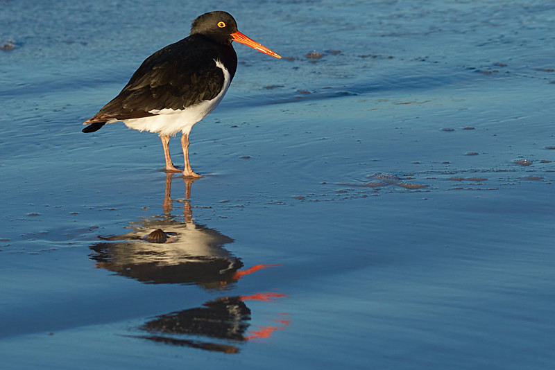 Magellanic Oystercatcher - Saunders Island