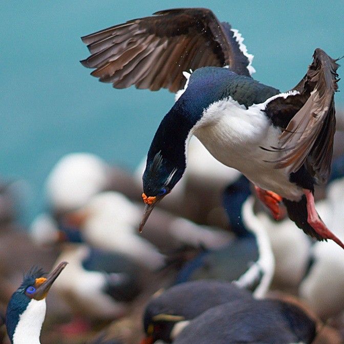 Imperial Cormorant landing - Saunders Island