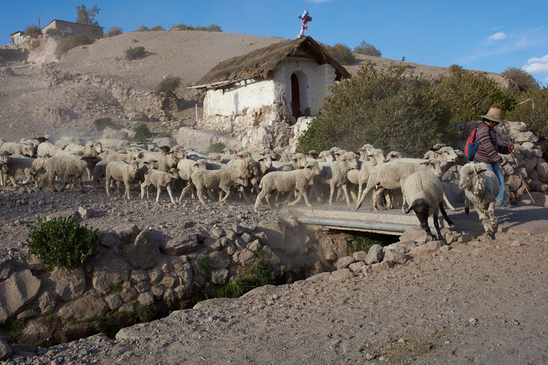 Shepherd at Work - Altiplano of North-East Chile