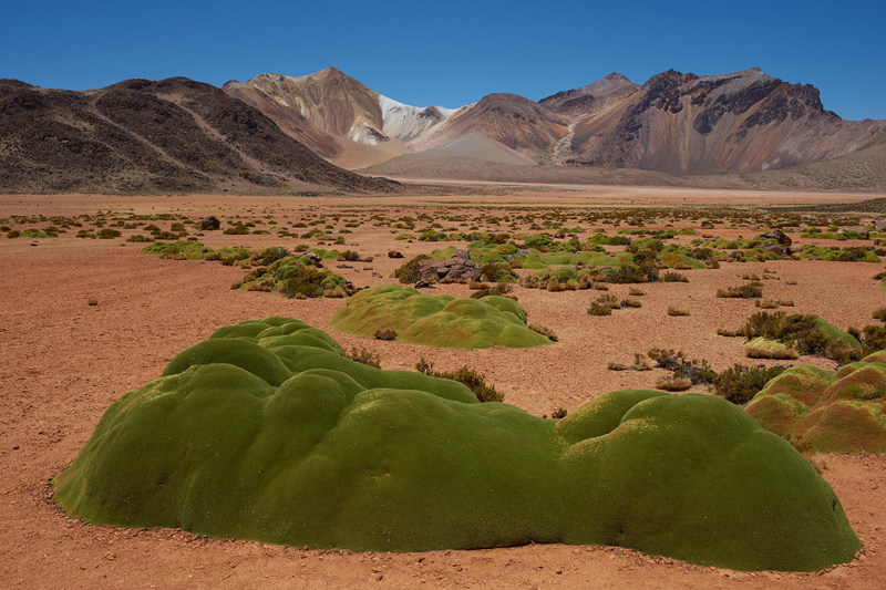 Cushion Plants on the Altiplano - Altiplano of North-East Chile