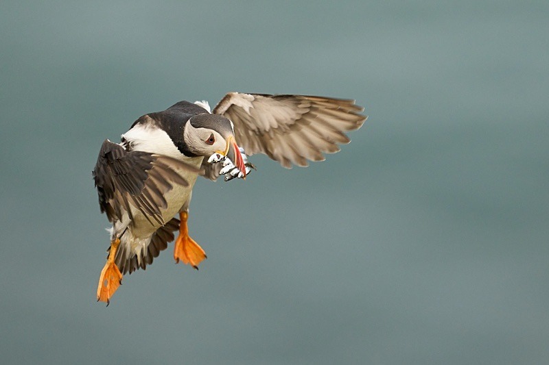 Atlantic Puffin - Puffins of Skomer