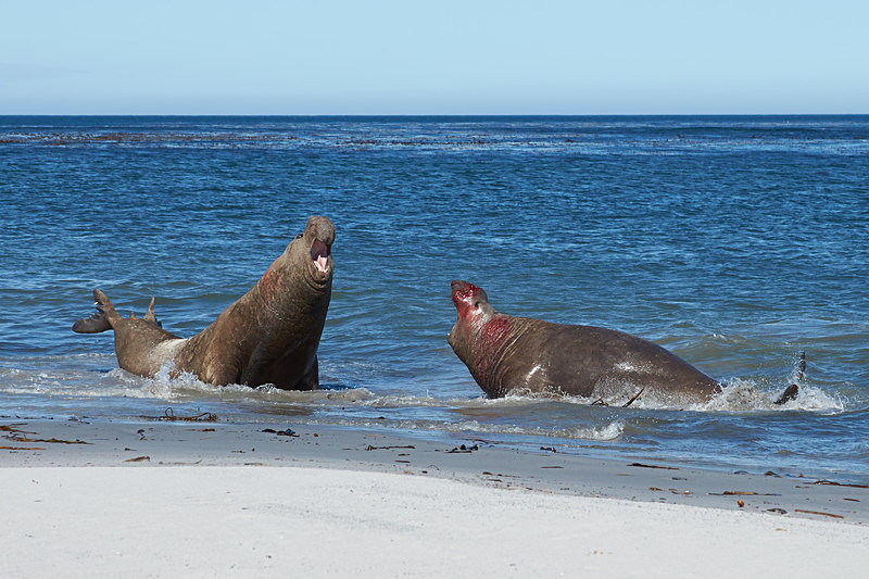 Male Elephant Seals Fighting - Sea Lion Island