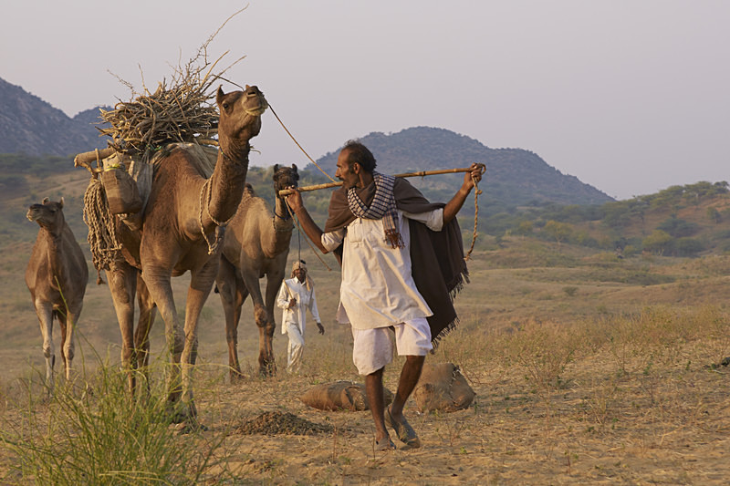 Arriving at the Pushkar Camel Fair - India