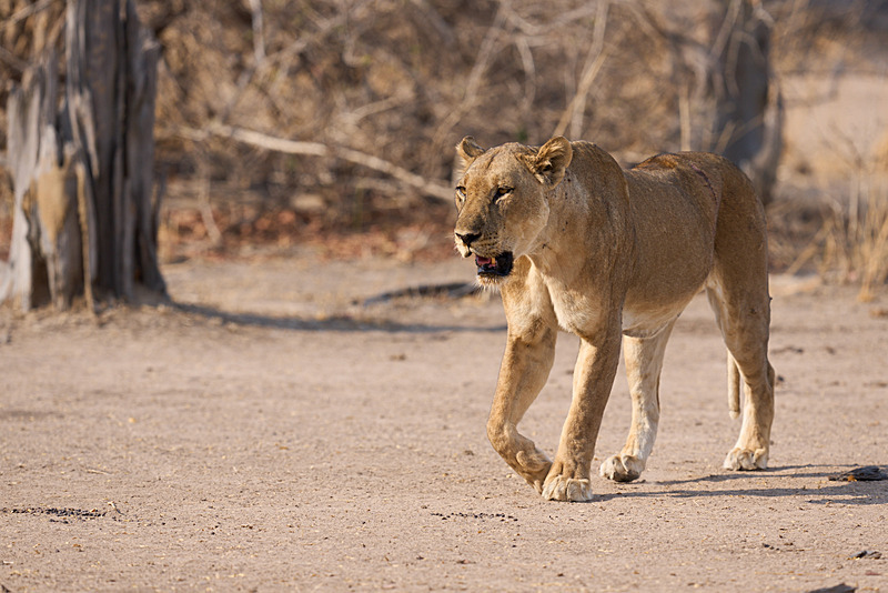  - South Luangwa National Park - November 2025
