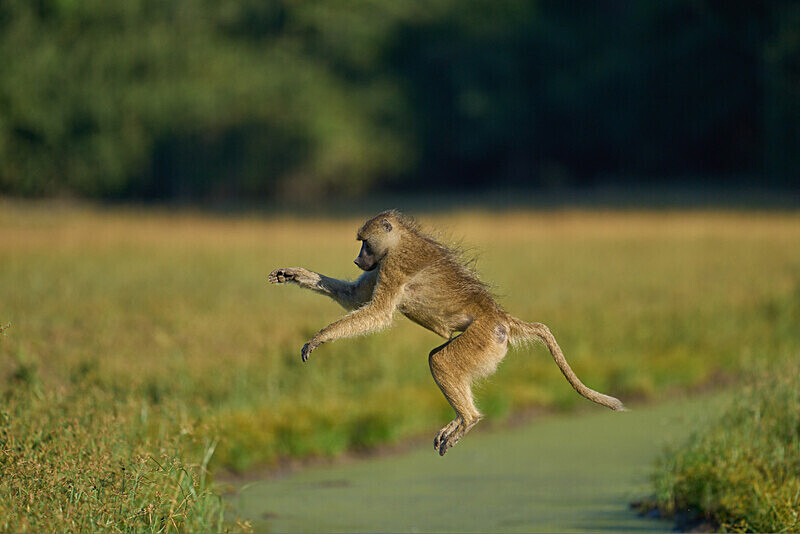 Yellow Baboon leaping water channel - South Luangwa National Park - April 2024