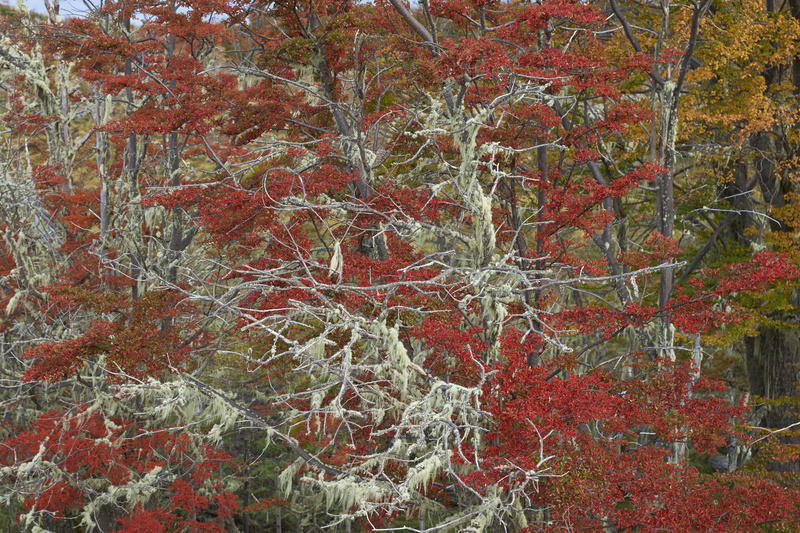 Autumn in Patagonia - Torres del Paine National Park