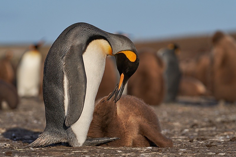 King Penguin and chick - Falkland Islands - Oct 23