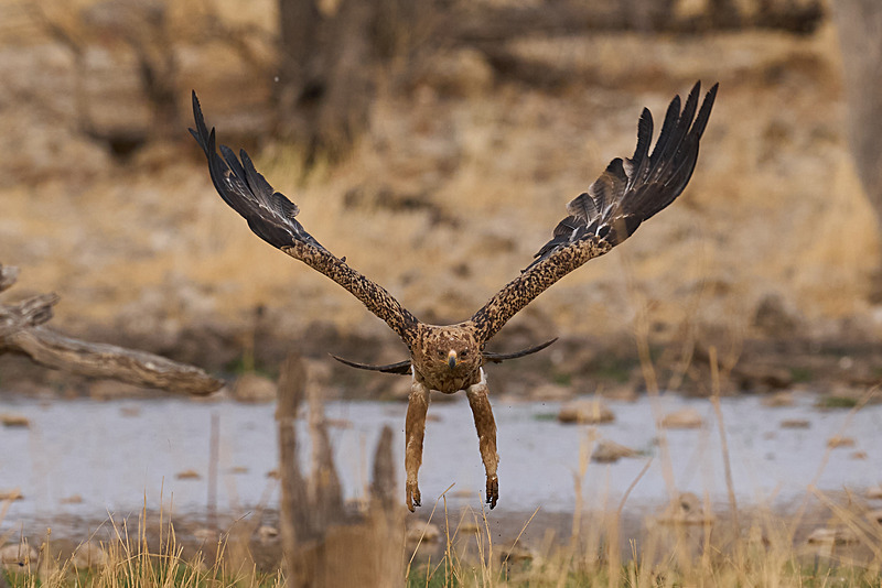  - Etosha National Park - September 2025