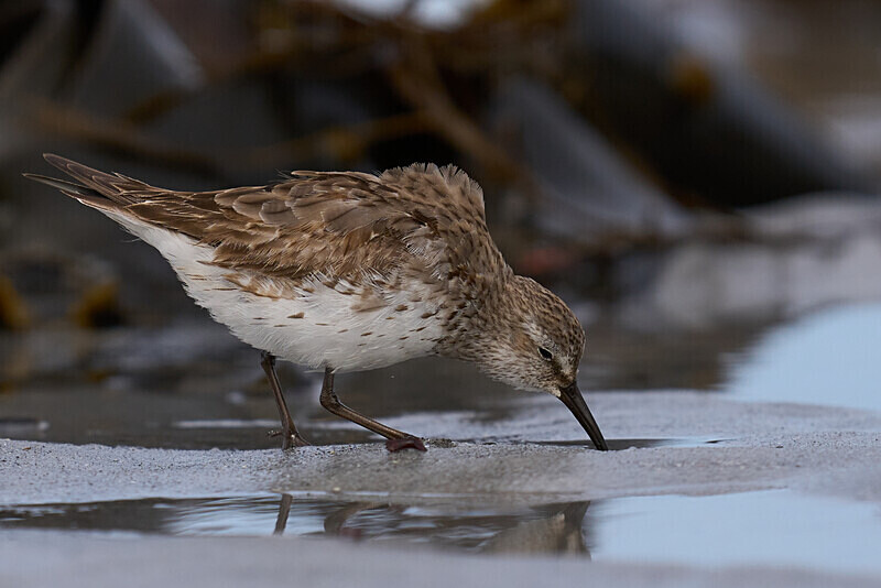 White Fronted Sandpiper - Falkland Islands Oct 22