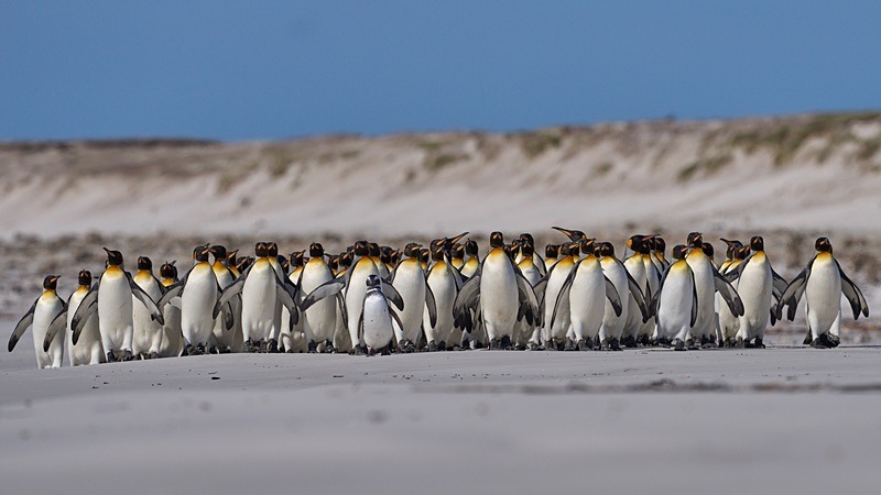 Magellanic Penguin leading Kings - Falkland Islands - Oct 23