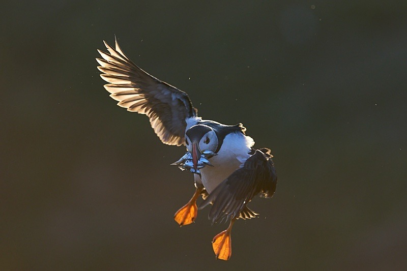 Atlantic Puffin - Puffins of Skomer