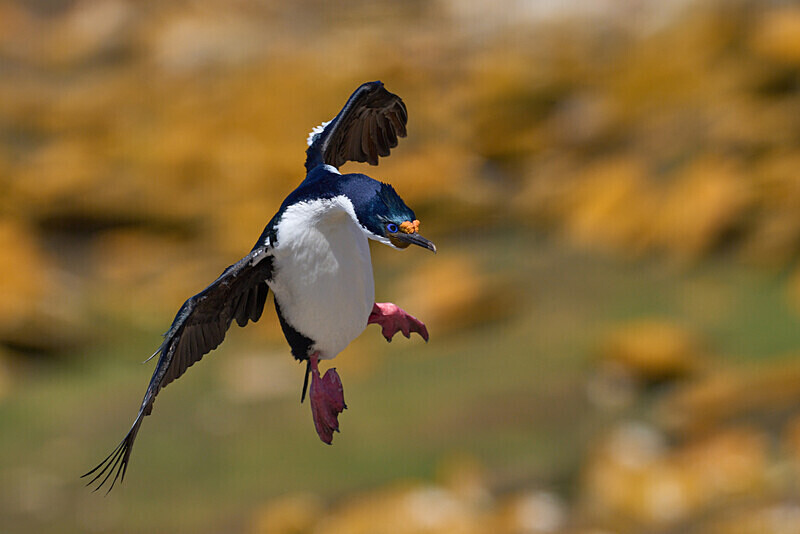 Imperial Shag - Falkland Islands Oct 22