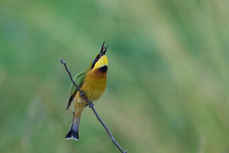 Little Bee-eater - South Luangwa National Park - April 2024