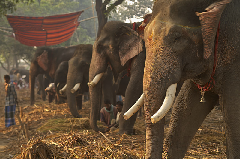 Elephant Market - India