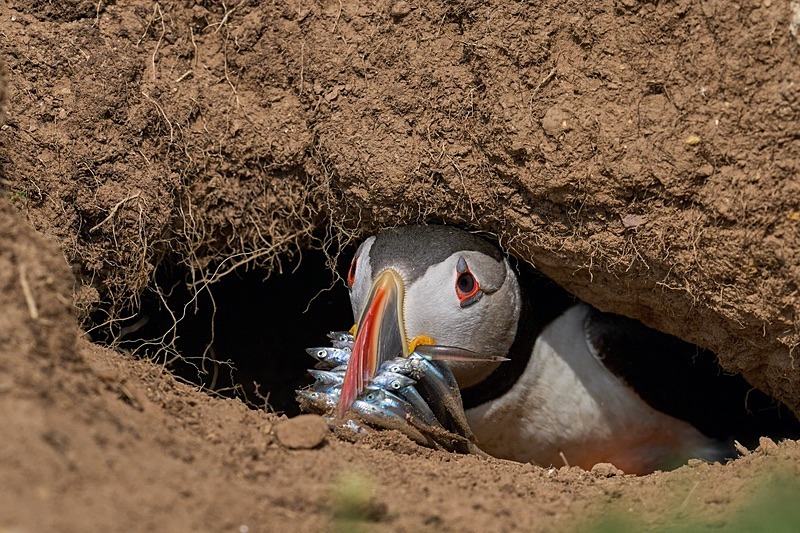 Atlantic Puffin - Puffins of Skomer